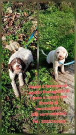 Femmine Lagoto Romagnolo