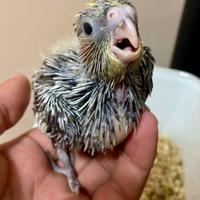 Calopsite da imbecco