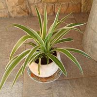 Piante in vaso, piccole e grandi