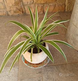 Piante in vaso, piccole e grandi