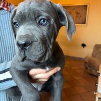 Cuccioli di Cane Corso