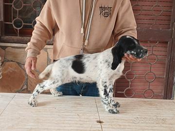 Setter inglese cuccioli