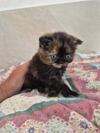 Scottish fold femmina