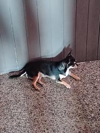 Femmina di Chihuahua toy