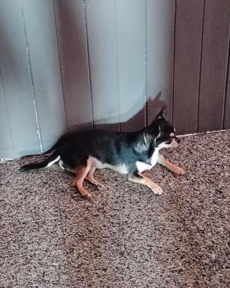 Femmina di Chihuahua toy