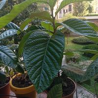 Pianta di nespolo, vaso rotondo, altezza cm 55