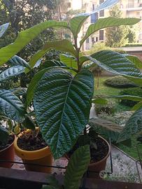 Pianta di nespolo, vaso rotondo, altezza cm 55