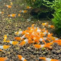 Neocaridina Orange Rili