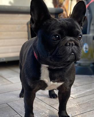 Cuccioli di Bulldog francese