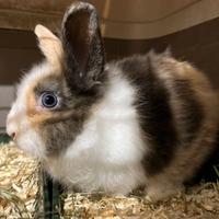 Coniglio nano testa di leone