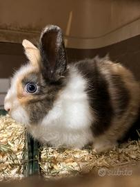 Coniglio nano testa di leone