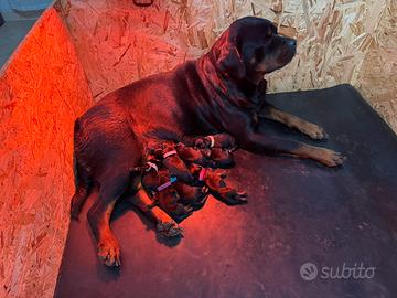 Cuccioli Rottwieller