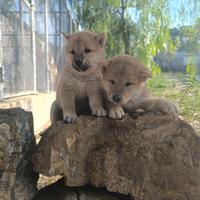 Cuccioli di shiba inu no enci