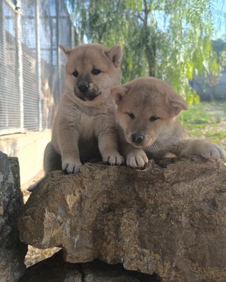 Cuccioli di shiba inu no enci