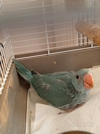 Pulli parrocchetto dal collare