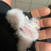 Gufo della Virginia subartico