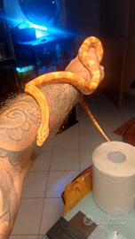 serpente del grano