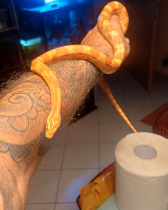 serpente del grano
