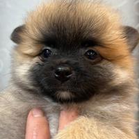 Cucciolo spitz pomerania