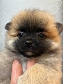 Cucciolo spitz pomerania