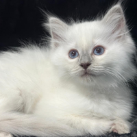 Gatti ragdoll