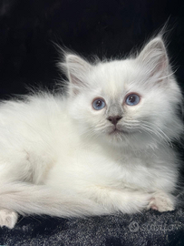 Gatti ragdoll