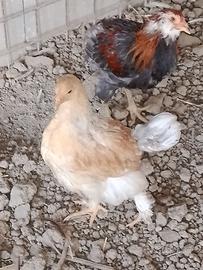 gallina brahma