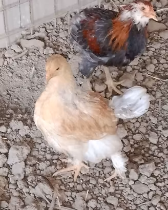 gallina brahma