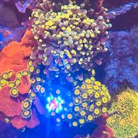 Euphyllia venus