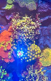 Euphyllia venus