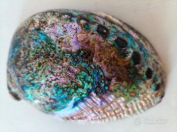 Conchiglia Grande  Abalone Paua Shell