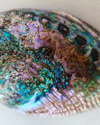 Conchiglia Grande  Abalone Paua Shell