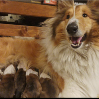 Pastore scozzese - rough collie