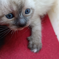 Simil siamese
