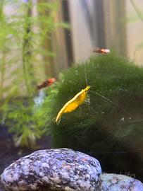 Neocaridine yellow neon
