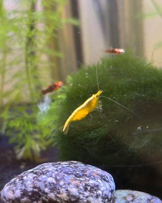 Neocaridine yellow neon