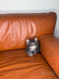 Maine coon cucciola