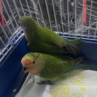 Piccoli di inseparabili