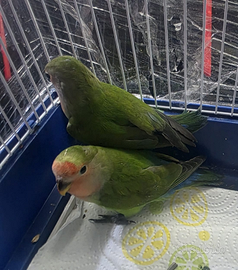 Piccoli di inseparabili