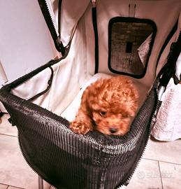 Barboncino red con pedigree enci