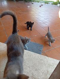 Gattini di casa