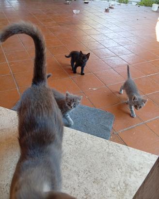 Gattini di casa