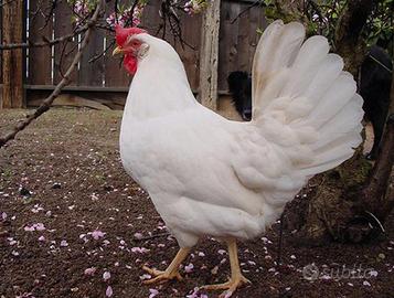 Galline