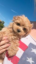 Maltipoo asiatico Babyboy