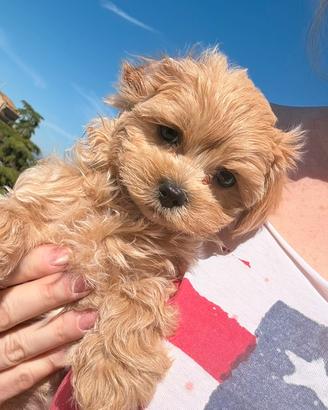 Maltipoo asiatico Babyboy