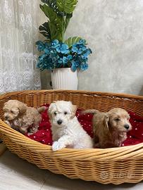 Cuccioli Maltipoo