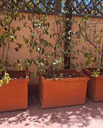  Vaso fioriera cassetta terracotta