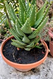 Piante Varie da giardino 