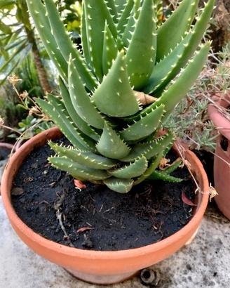 Piante Varie da giardino 