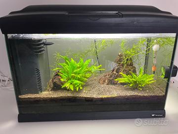 Acquario 40 litri